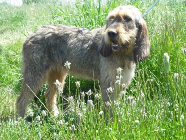 Otros perros de caza que no cazan y sin casa