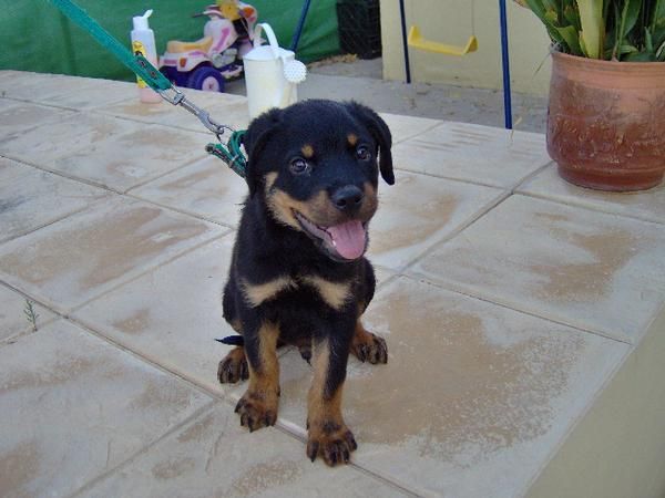 rottweiler en venta