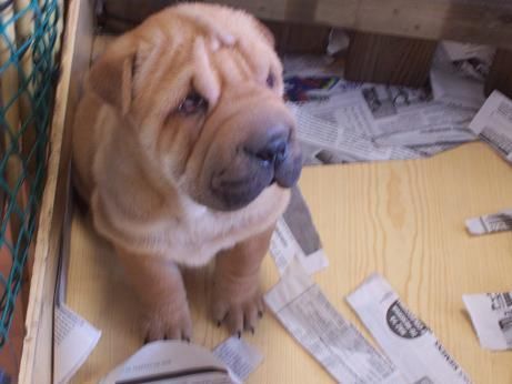 shar peis sharpeis con pedigree