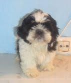 SHIH  TZU   350   OFERTA