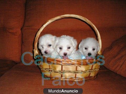 Bichon Maltes y de regalo...