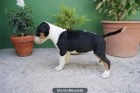 Bull terrier miniatura , cachorros disponibles, fotos actualees - mejor precio | unprecio.es