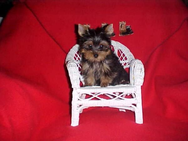 cachorrita yorkshire terrier super pequeñita