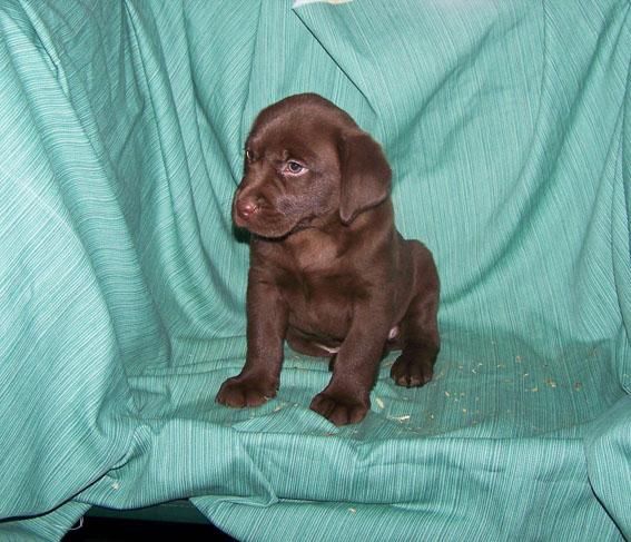 CACHORRITOS DE LABRADOR RETRIEVER DE COLOR CHOCOLATE