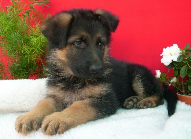 cachorritos de pastor aleman garantizados