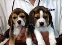 cachorros de beagle son muy leales y tener un pueblo amante de la naturaleza