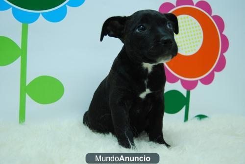 Cachorros de staffordshire con casi dos meses, ven a verlos¡