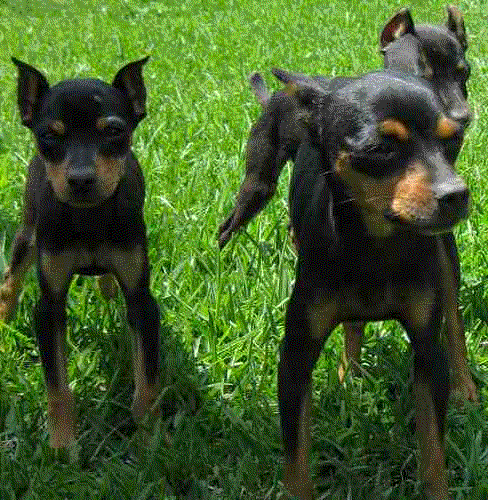 pequeños cachorros de MINI PINSCHER CON PEDIGREE 420