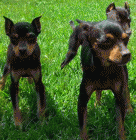 pequeños cachorros de MINI PINSCHER CON PEDIGREE 420 - mejor precio | unprecio.es