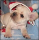 REGALO Bulldog frances 100euros cordoba - mejor precio | unprecio.es