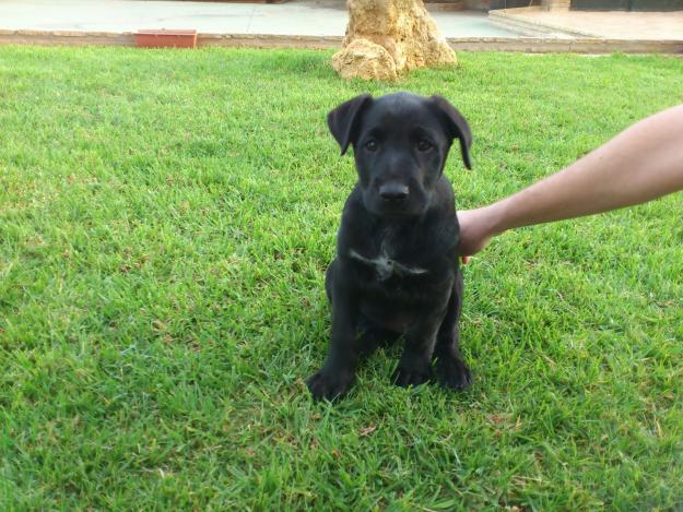 Regalo perro raza grande dogo-labrador machito negro precioso.