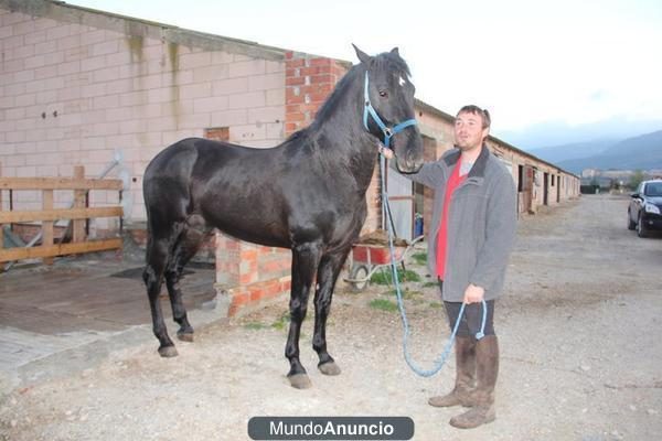 Se vende Caballo PRE Negro