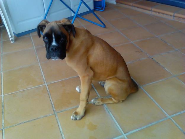 VENDO BOXER MACHO DE PURA RAZA CON 4 MESES