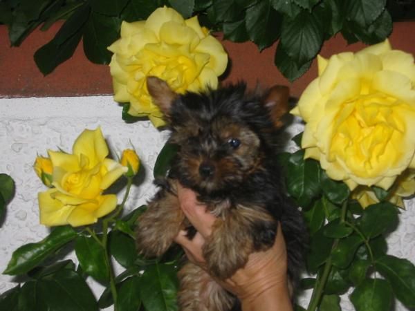 Yorkshire terrier,cachorro,250 Eur.