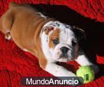 300 â‚¬ - Bulldog Ingles Cachorro Calidad