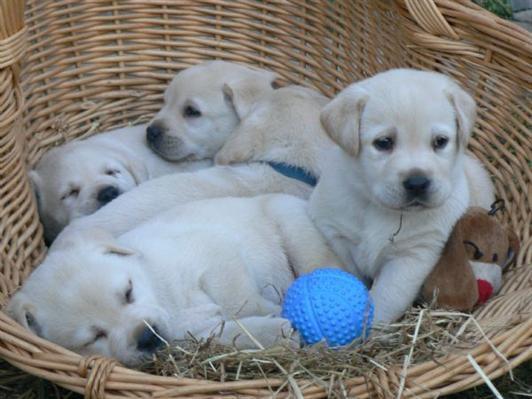 Cachorros de labrador juguetón