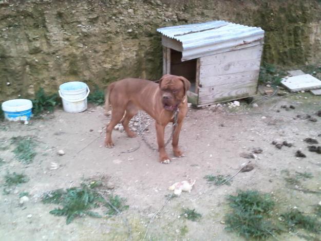 Dogo de burdeos en venta o para montas