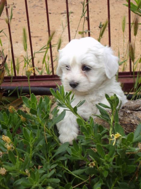 Preciosos Cachorros de Bichon Maltes, Calidad y Garantia