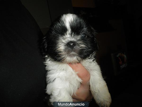 Se vende Shih Tzu hembra 200€