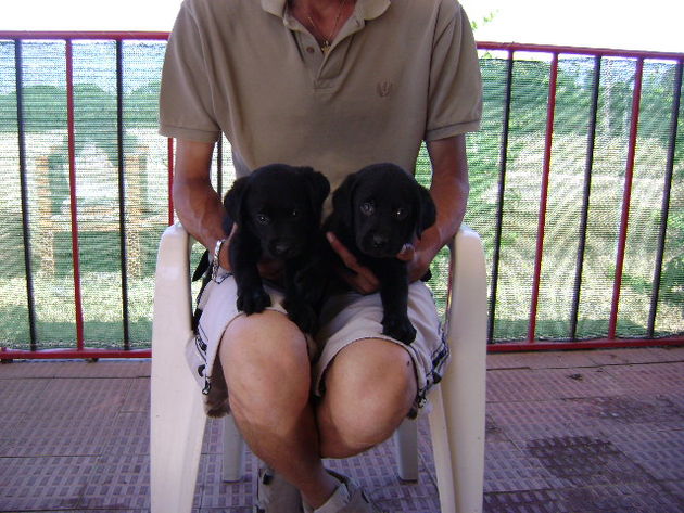 ultimo cachorro de labrador macho