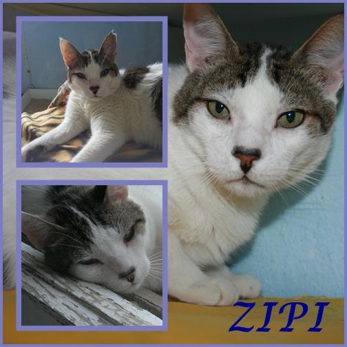 ZIPI. Gato casero y tranquilo necesita un hogar definitivo.