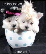 CACHORROS DE BICHON MALTES TOYS NACIONALES