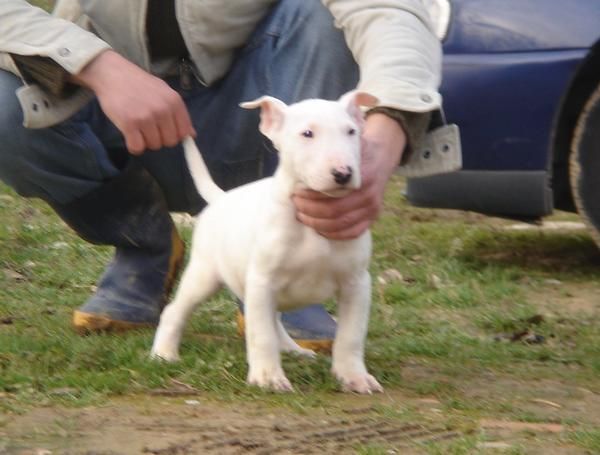 CACHORROS DE BULL TERRIER 590