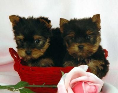 cachorros de Yorkshire Terrier