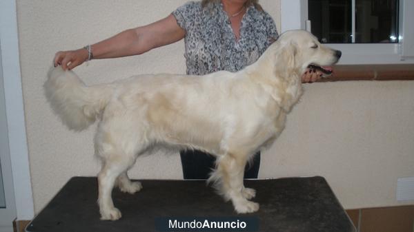 Exelente Camada de Golden Retriever