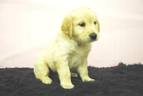 GOLDEN RETRIEVER PRECISOS CACHORROS