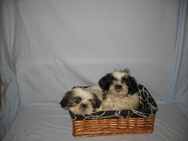 Lindos Shih Tzu 320 euros