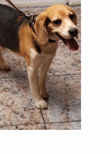 Plutp (Beagle) busca a xica Beagle para monta