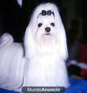 Cachorritos de Bichon Maltes miniatura nacidos en Madrid,