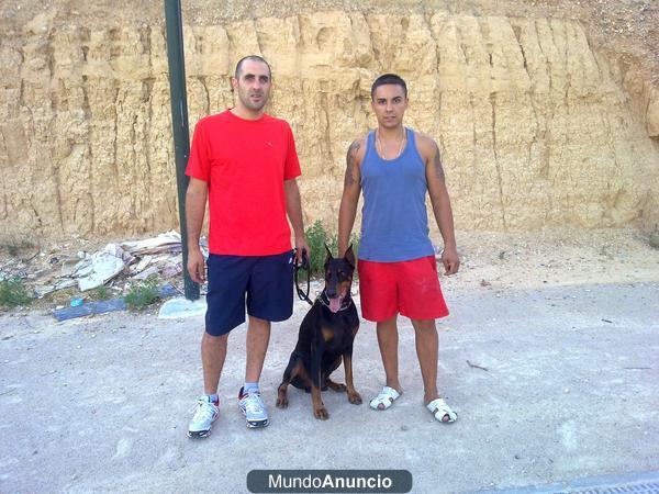 cuidado de caballos box para animales y cuadras