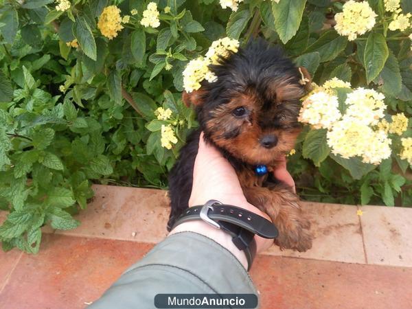 Precioso Cachorro de Yorkshire Toy, Nacional