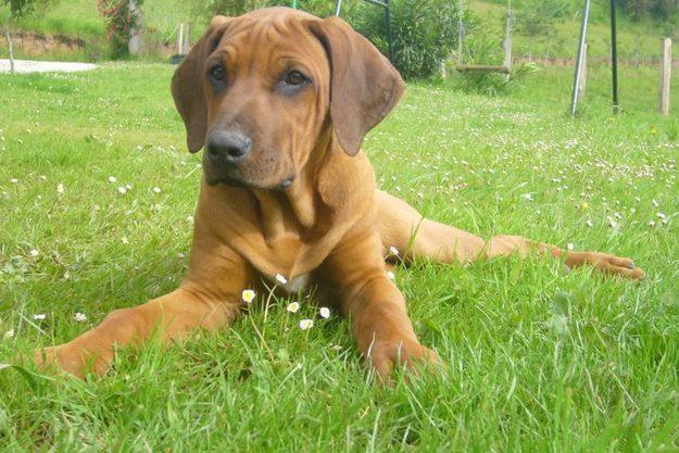 Rhodesian Ridgeback cachorra, alta selección, líneas africanas, expo.