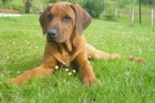 Rhodesian Ridgeback cachorra, alta selección, líneas africanas, expo. - mejor precio | unprecio.es