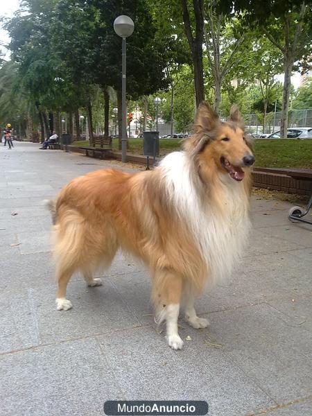 SE BUSCA PERRA ROUGH COLLIE PARA CRUZAR CON MACHO DE LA MISMA RAZA