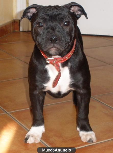 staffordshire bull terrier