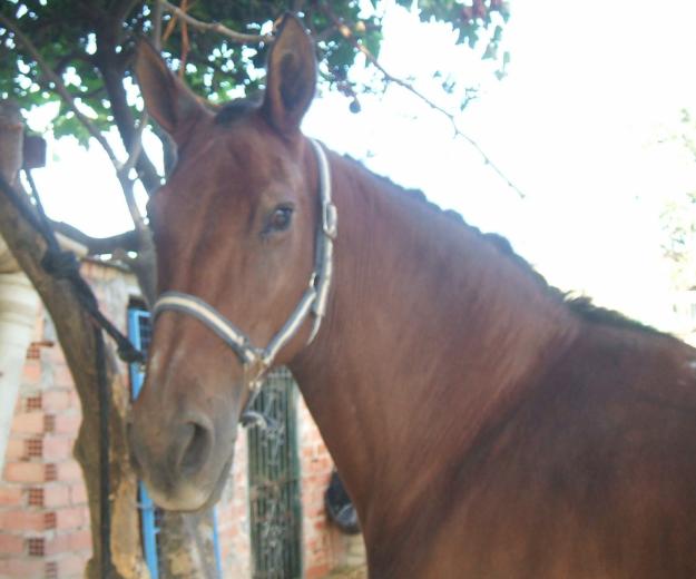 yegua de categoria