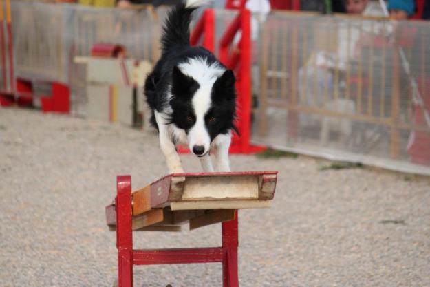 BORDER COLLIE PARA MONTAS