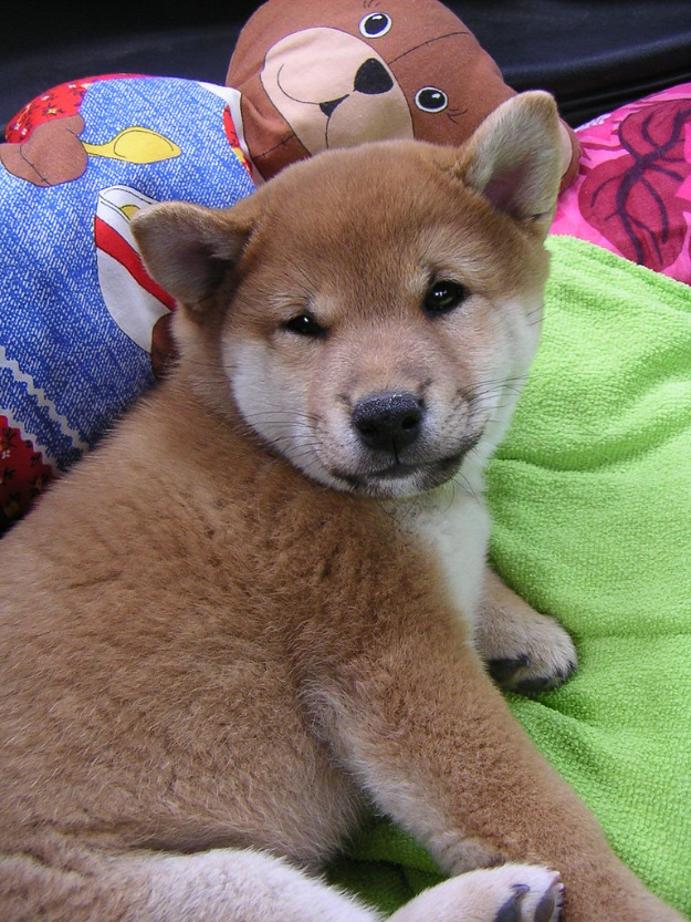 Dos Shiba Inu Cachorros Disponibles