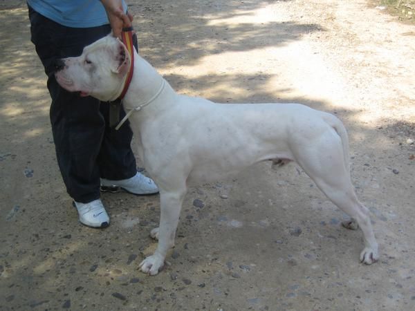 monta de dogo argentino