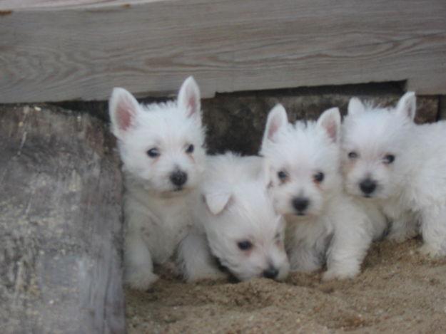 PRECIOSAS CACHORRITAS DE WESTY,UN VERDADERO CAPRICHO 500€