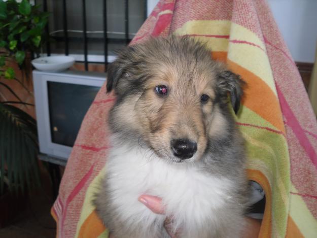 rough collie