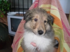 rough collie - mejor precio | unprecio.es