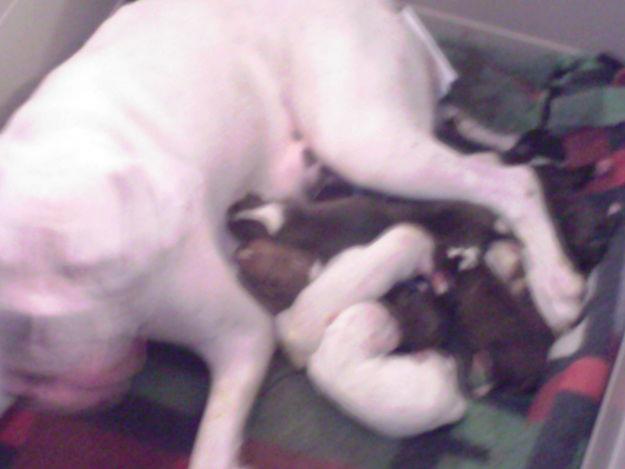 Se venden preciosos cachorros de boxer - 200 €