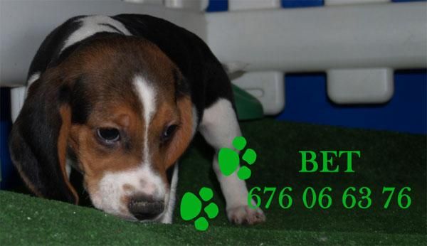 ¡ Tu Beagle ! no lo pienses mas