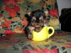 BICHON MALTES, WESTY, COCKER, YORKSHIRE TERRIER, FOX TERRIER, DALMATA, BULLDOG - mejor precio | unprecio.es