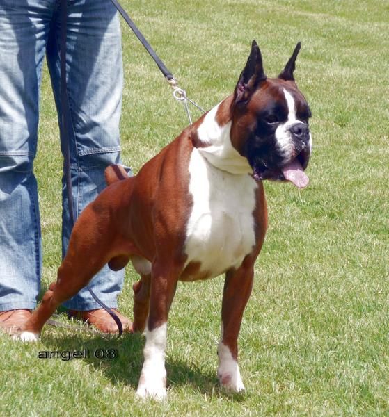 boxer cachorros dorados y atigrados